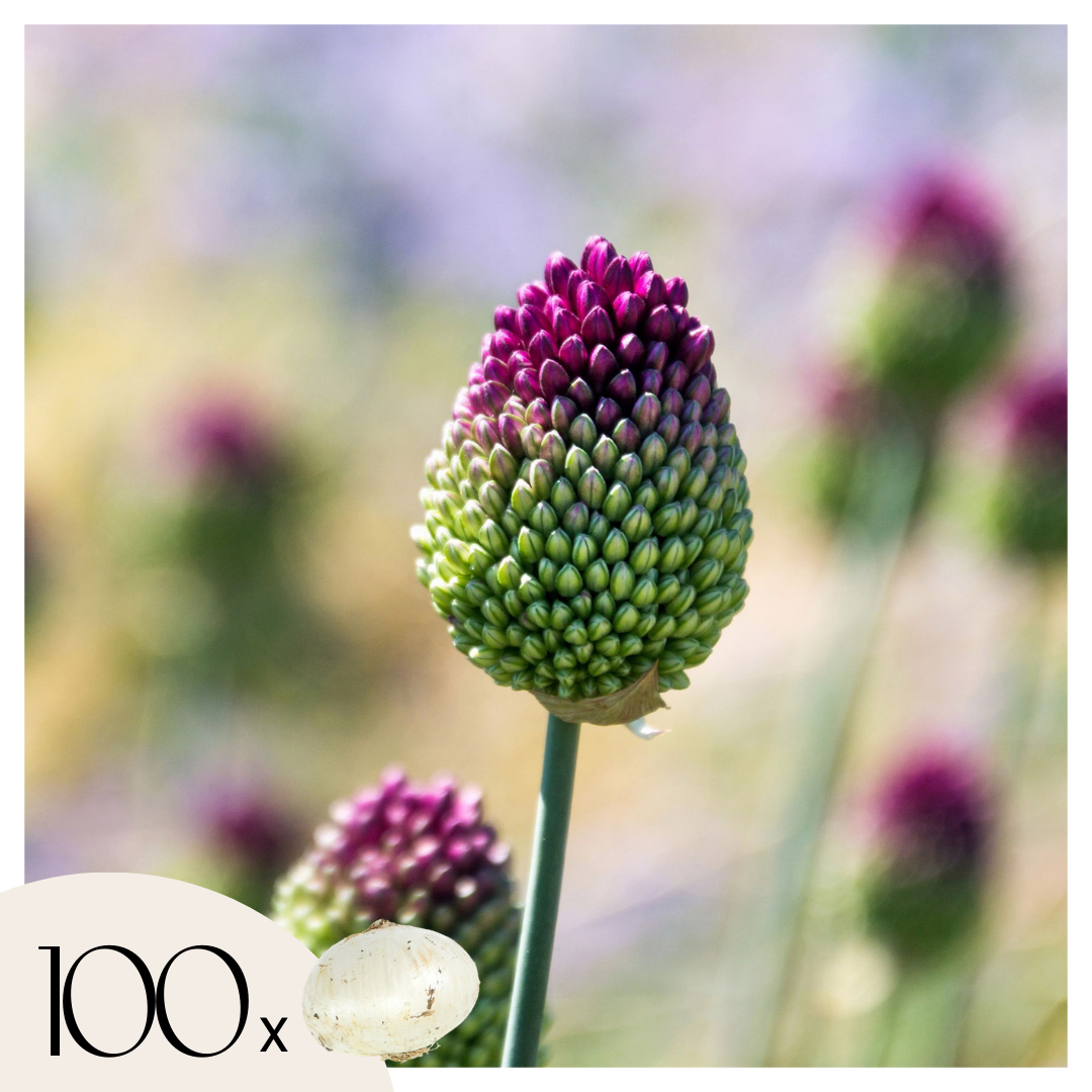 Koristeellinen sipuli - 100 kpl - Allium 'Sphaerocephalon' - Purppura