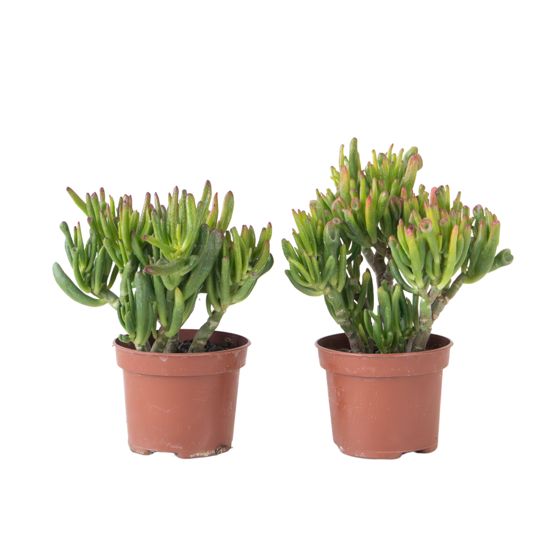 Jadekasvi - 2 kpl - Crassula ovata 'Hobbit' - Korkeus 10-20cm - ⌀12cm