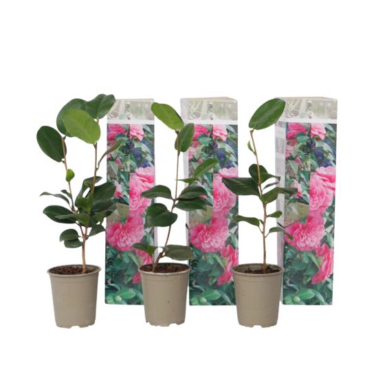 Japanin kamelia - 3 kpl. - Camellia japonica 'Bonomiana' - K25-40cm - ⌀9cm
