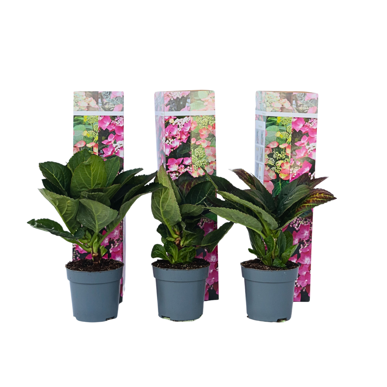 Hortensia - 6 kpl - Hydrangea macrophylla 'Red Bull' - Korkeus 25-40cm - ⌀9cm