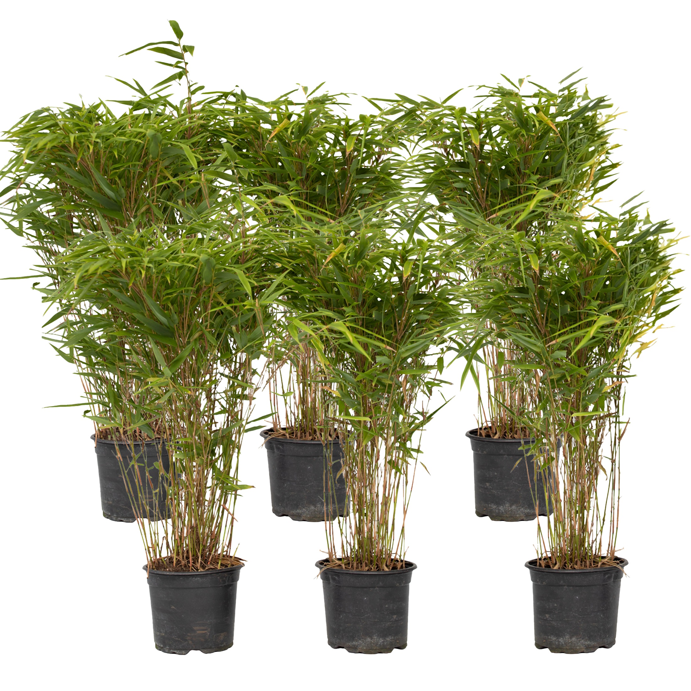 Kiinanpursubambu - 6 kpl - Fargesia nitida 'Gansu' - Korkeus 50-70cm - ⌀17cm