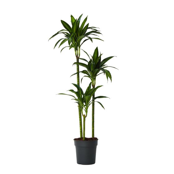 Lohikäärmipuu - Dracaena surculosa 'Hawaiian Sunshine' - K130-140cm - ⌀24cm