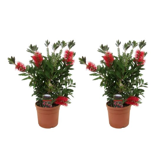 Kaunoputki - 2 kpl - Callistemon citrinus 'Splendens' - K40-50cm - ⌀19cm