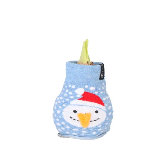 Amaryllis - Hippeastrum 'Snowman Sweater' - Kukkasipuli - Punainen