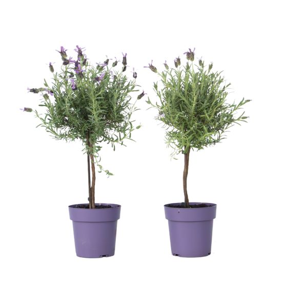 Laventeli - 2 kpl - Lavandula stoechas 'Anouk' - Korkeus 45-55cm - ⌀15cm