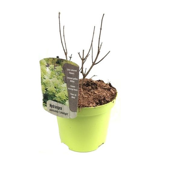 Hortensia - Hydrangea paniculata 'Limelight' - Korkeus 25-40cm - ⌀19cm