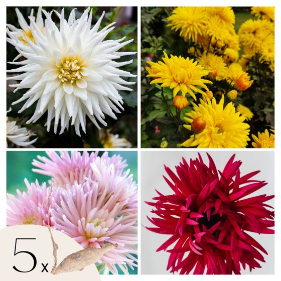 Daaliamukulat - 5 kpl - Dahlia 'Cactus Mix' - Kukkasipulit