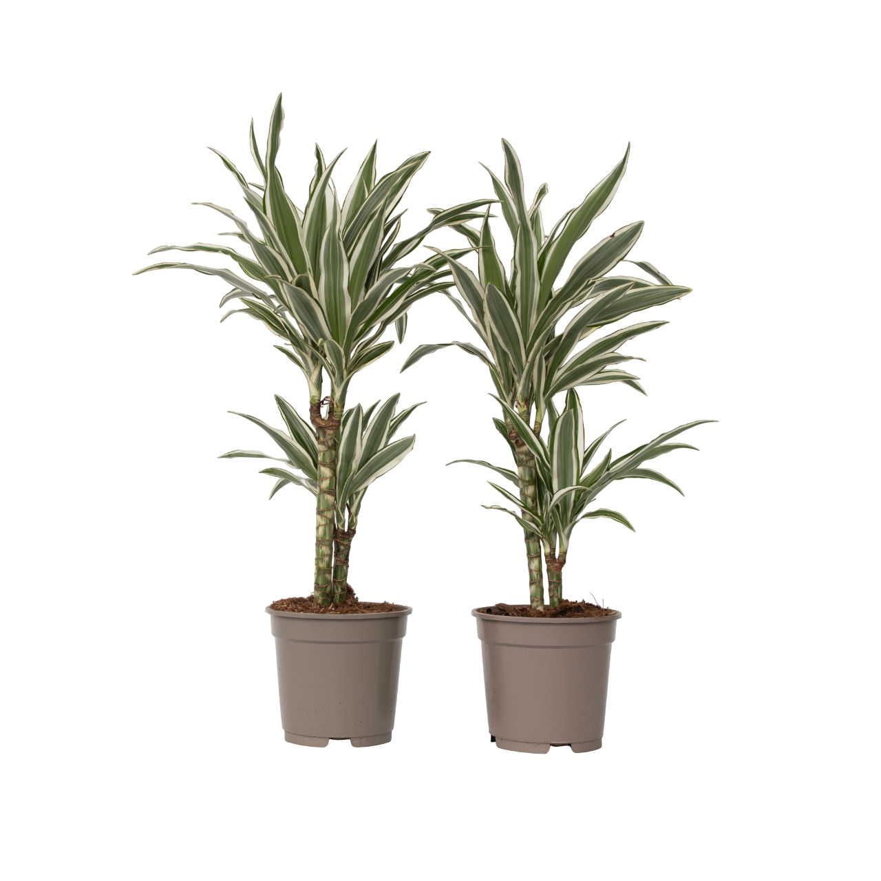 Lohikäärmipuu - 2 kpl - Dracaena deremensis 'White Stripe' - K60-70cm - ⌀17cm