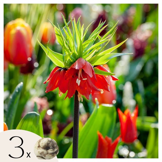 Käärmeenpääfritillaria - 3 kpl - Fritillaria rubra - Kukkasipulit - Oranssi
