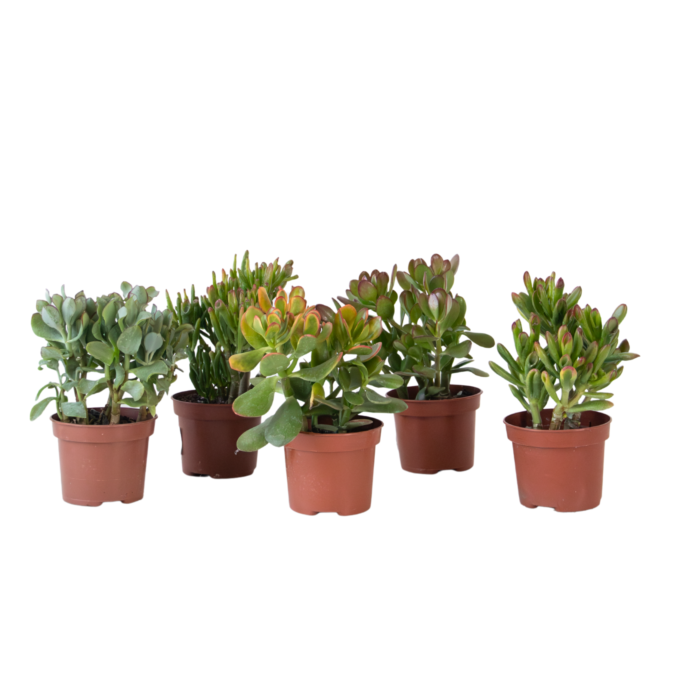 Rahapuu - 5 Crassula ovata - Korkeus 10-25 cm - Ruukku 12 cm