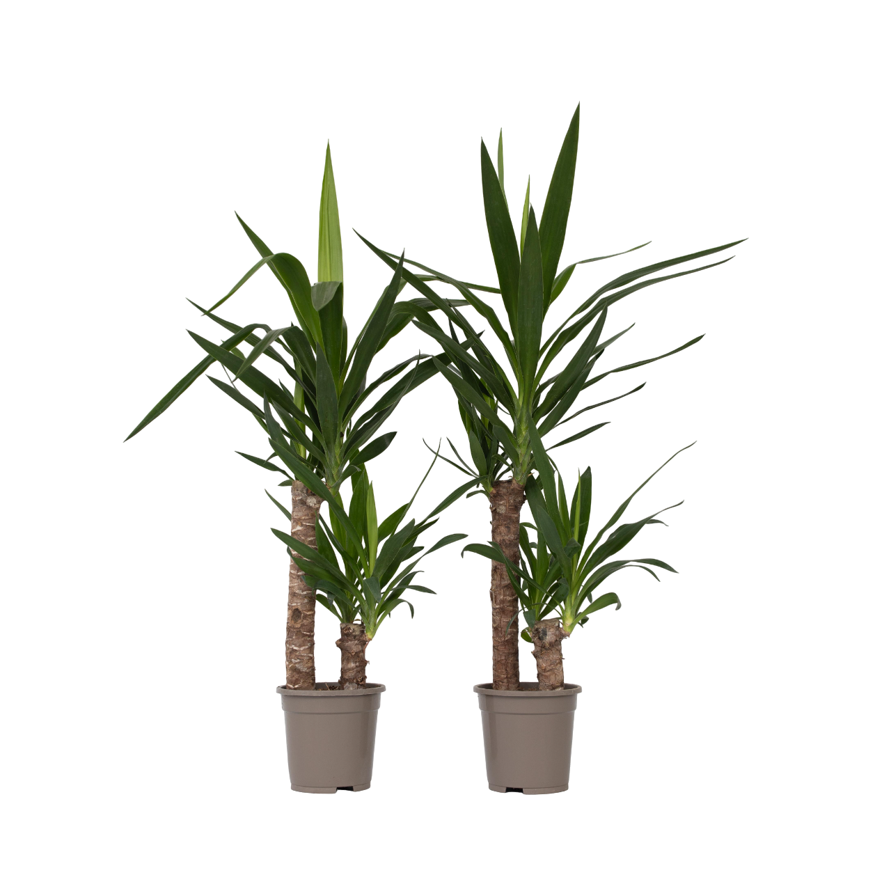 Jukkapalmu - 2 kpl - Yucca elephantipes - Korkeus 70-80cm - ⌀17cm
