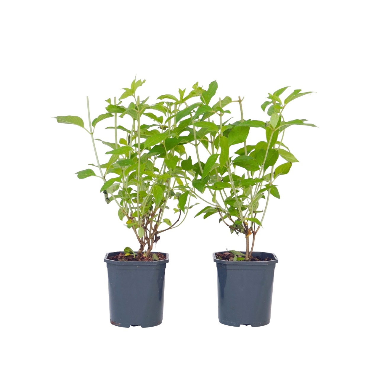 Hortensia - 2 kpl - Hydrangea paniculata 'Grandiflora' - Korkeus 30-40cm - ⌀17cm