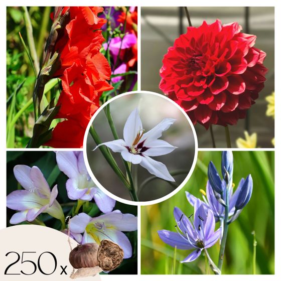 Hollantilaiset sipulit - 250 kpl - Gladiolus, Dahlia, Freesia - Sininen