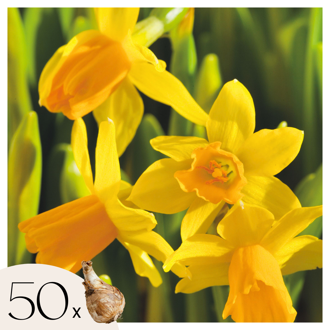 Narsissisipulit - 50 kpl - Narcissus 'Tête-à-Tête' - Kukkasipulit - Keltainen