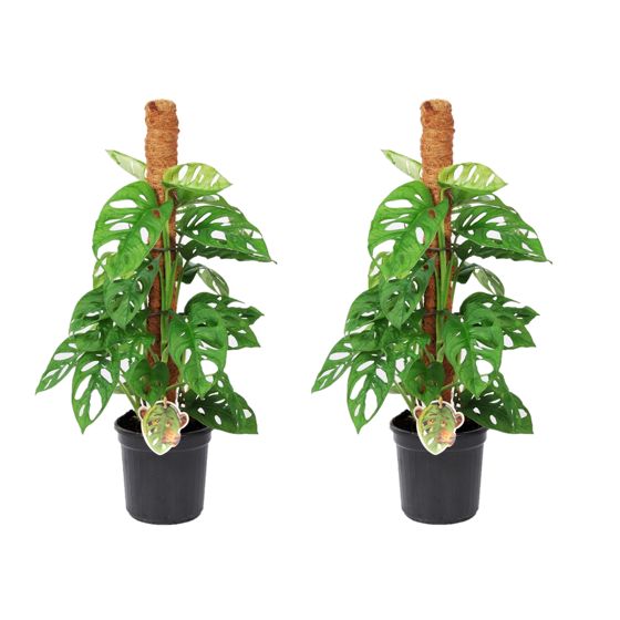 Mini juustomonstera - 2 kpl - Monstera 'Monkey Mask' - Korkeus 60-70 cm - ⌀16 cm