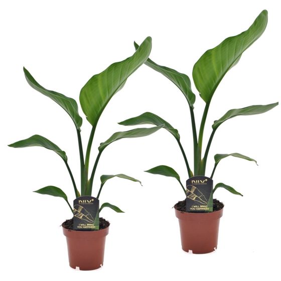 Jättilintuparatiisi - 2 kpl - Strelitzia nicolai - Korkeus 40-50 cm - ⌀12 cm
