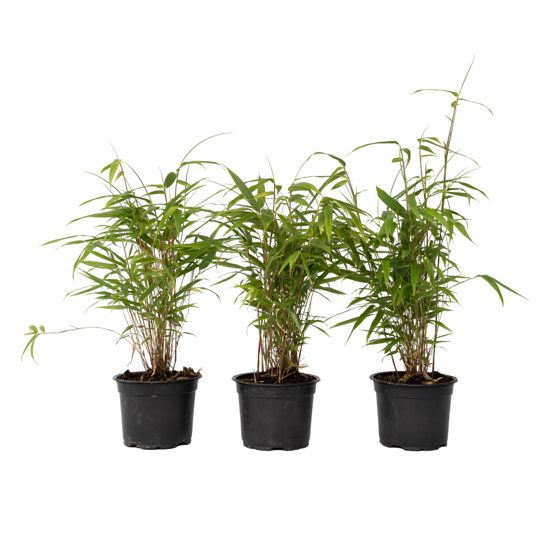 Sininen lohikäärme bambu - 6 kpl - Fargesia papyrifera 'Grex' - K30-40cm - ⌀13cm