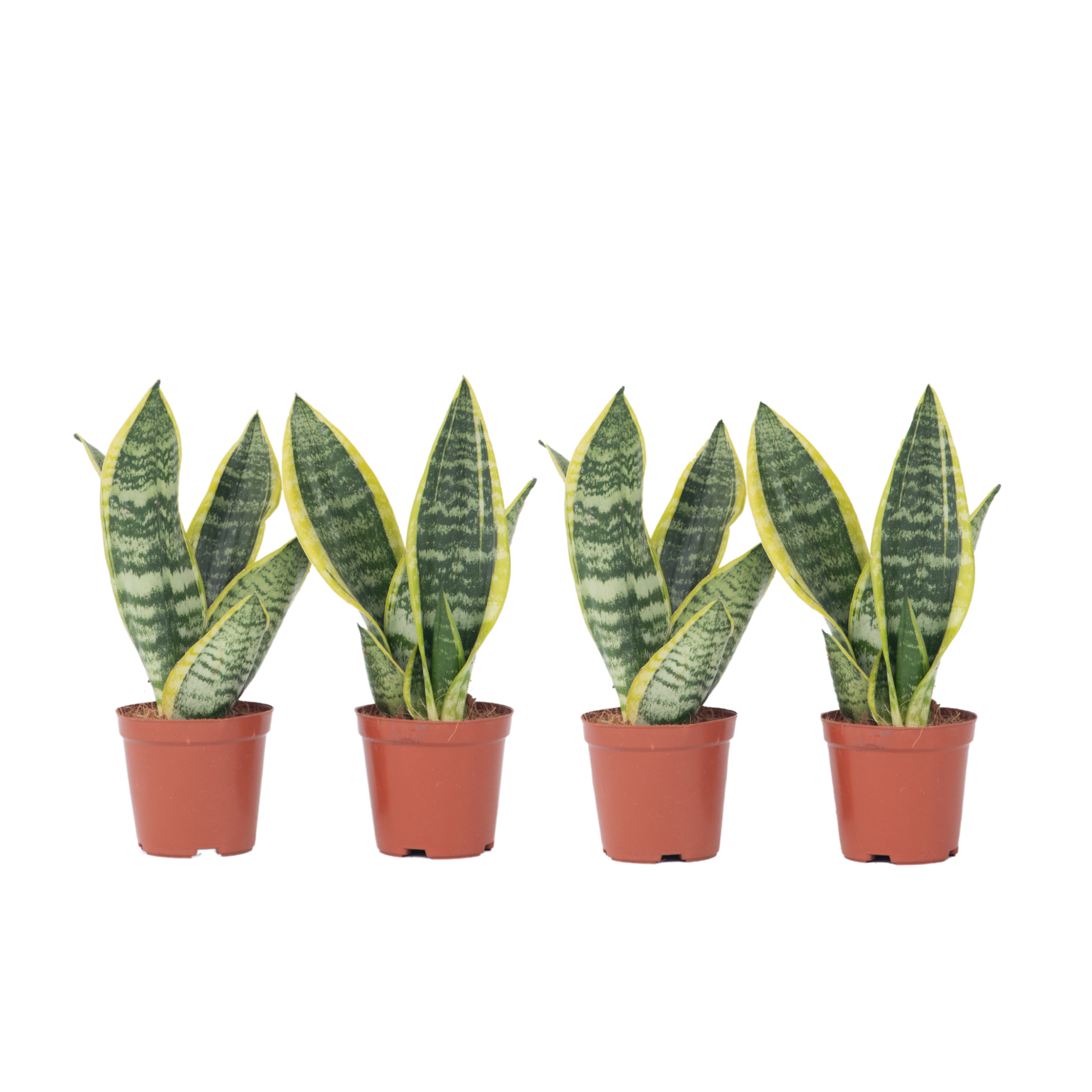 Makonkasvi - 4 kpl. - Sansevieria 'Futura Superba' - Korkeus 35-40cm - ⌀12cm