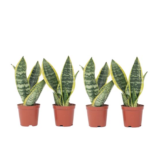 Makonkasvi - 4 kpl. - Sansevieria 'Futura Superba' - Korkeus 35-40cm - ⌀12cm