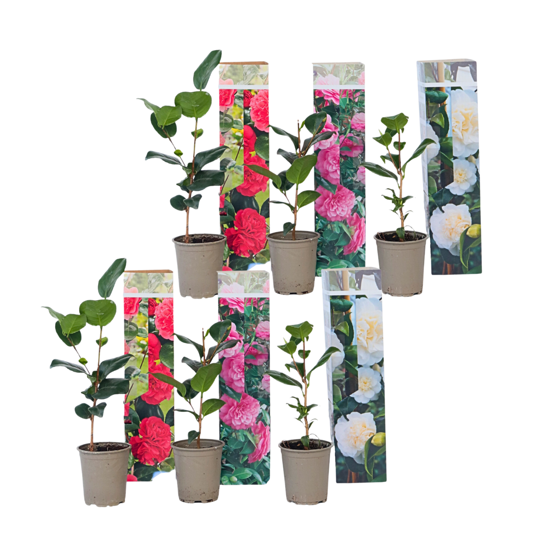 Japanin kamelia - 6 kpl. - Camellia japonica - Korkeus 25-40cm - ⌀9cm