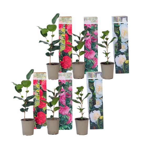 Japanin kamelia - 6 kpl. - Camellia japonica - Korkeus 25-40cm - ⌀9cm