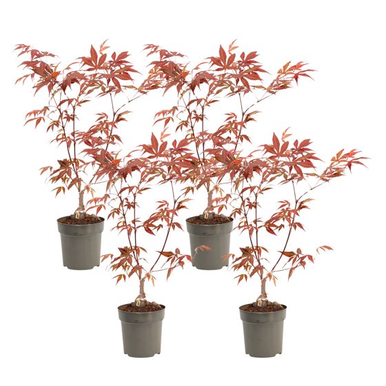 Japanin vaahtera - 4 kpl - Acer palmatum 'Atropurpureum' - K25-40cm - ⌀10,5cm