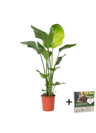 Jättilintuparatiisi - Strelitzia nicolai - Korkeus 90-110 cm - ⌀21 cm