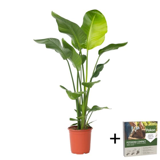Jättilintuparatiisi - Strelitzia nicolai - Korkeus 90-110 cm - ⌀21 cm