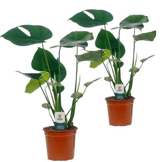 Sveitsiläinen juustokasvi - 2 kpl - Monstera deliciosa - Korkeus 45-55cm - ⌀14cm