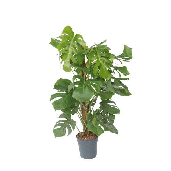 Sveitsiläinen juustokasvi - Monstera deliciosa - Korkeus 120-130cm - ⌀24cm