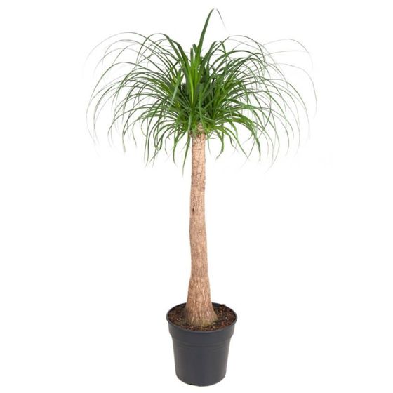 Norsunjalkapalmu - Beaucarnea recurvata - Korkeus 120–130cm - ⌀32cm