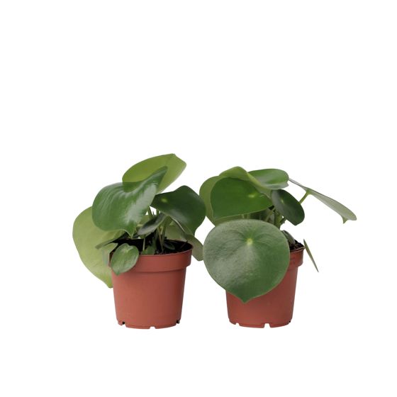 Kiinalainen rahakasvi - 2 kpl - Peperomia polybotrya - Korkeus 20-30cm - ⌀12cm