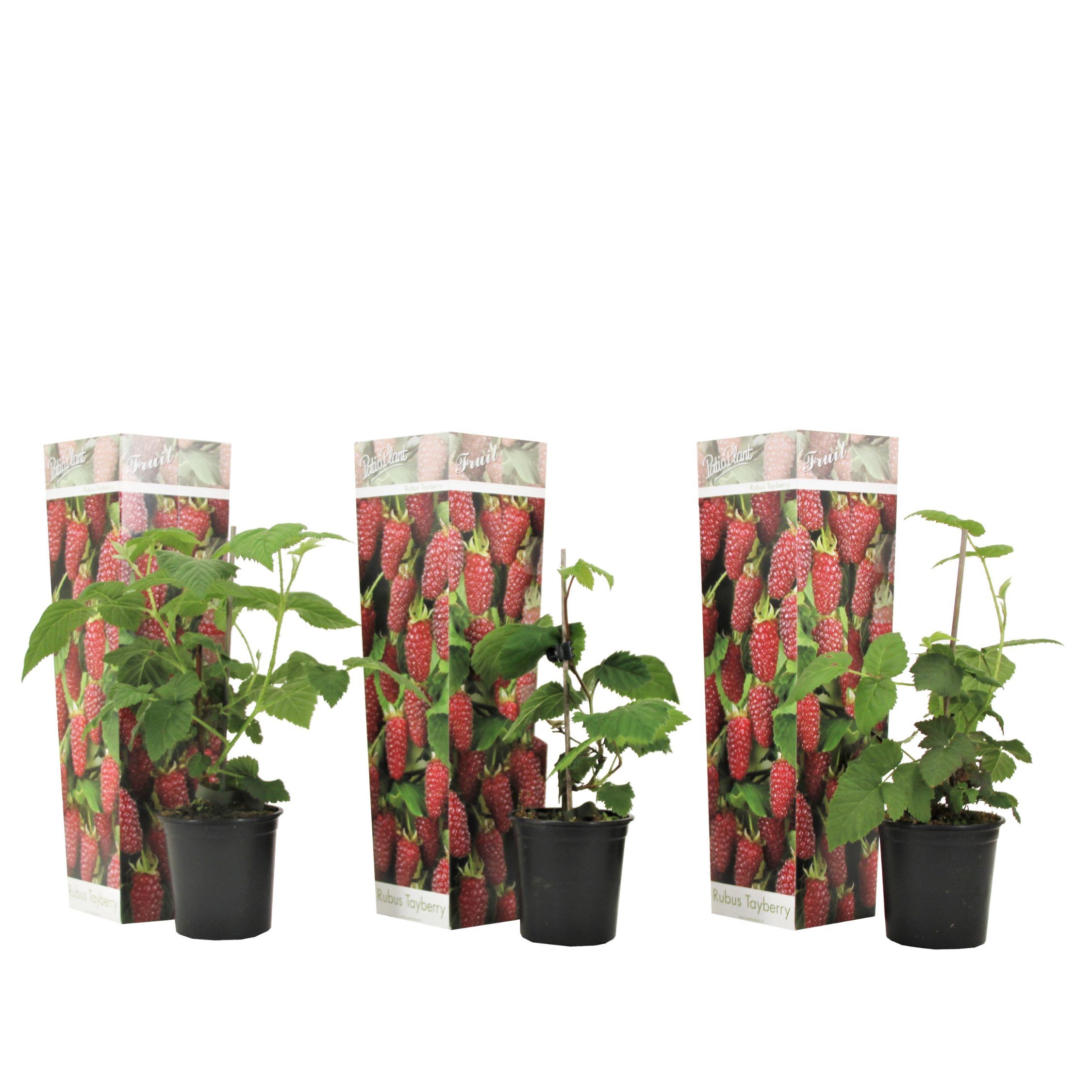 Tay-marja - 3 kpl - Rubus 'Tayberry' - Korkeus 25-40cm - ⌀9cm