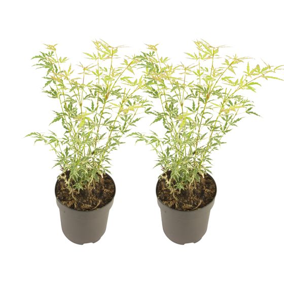 Japanin vaahtera - 2 kpl - Acer palmatum 'Butterfly' - Korkeus 35-55cm - ⌀15cm