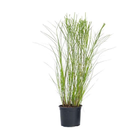 Kiinansilkkiheinä - Miscanthus sinensis 'Gracillimus' - K40-60cm - ⌀23cm