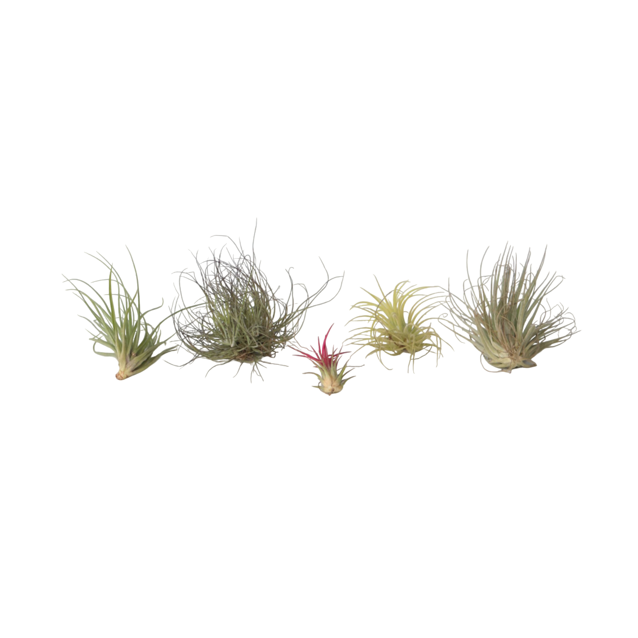 Ilmakasvi - 6 kpl - Tillandsia - Korkeus 5-15cm - ⌀5cm