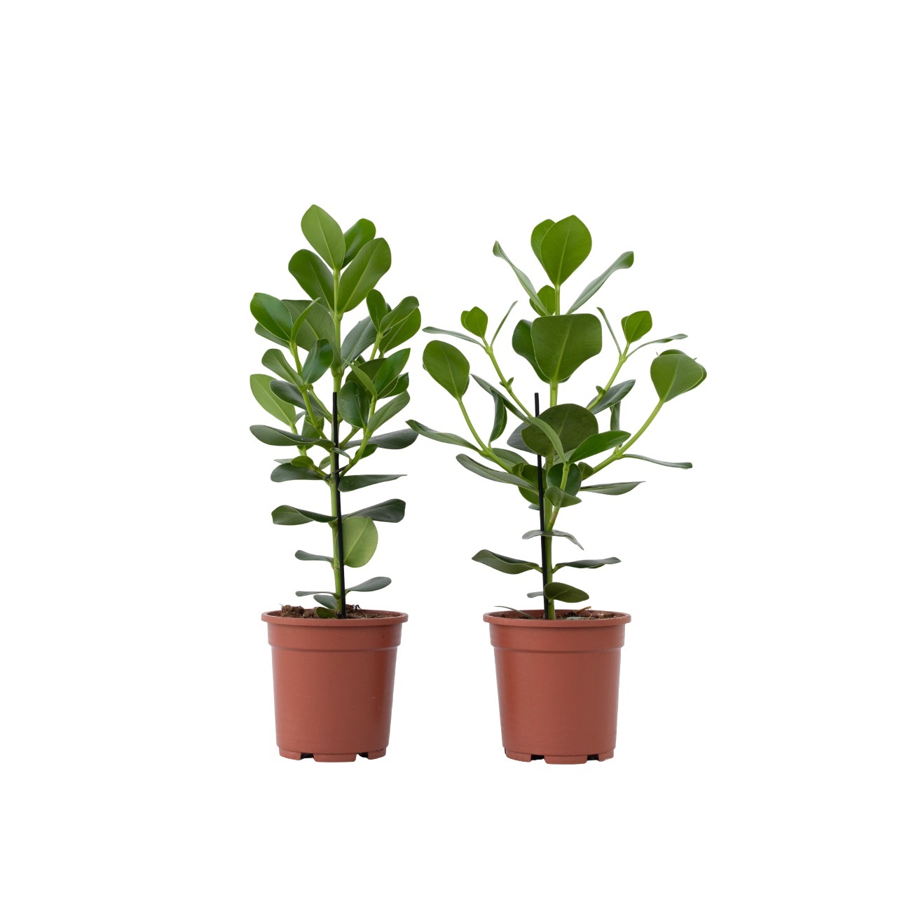 Itsekirjoituspuu - 2 kpl - Clusia rosea 'Princess' - Korkeus 50-60cm - ⌀17cm
