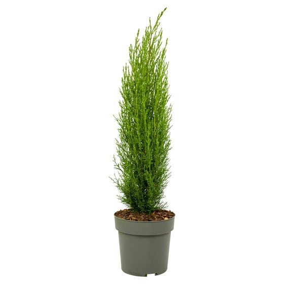 Välimeren sypressi - Cupressus sempervirens 'Totem' - Korkeus 60-80 cm - ⌀19 cm