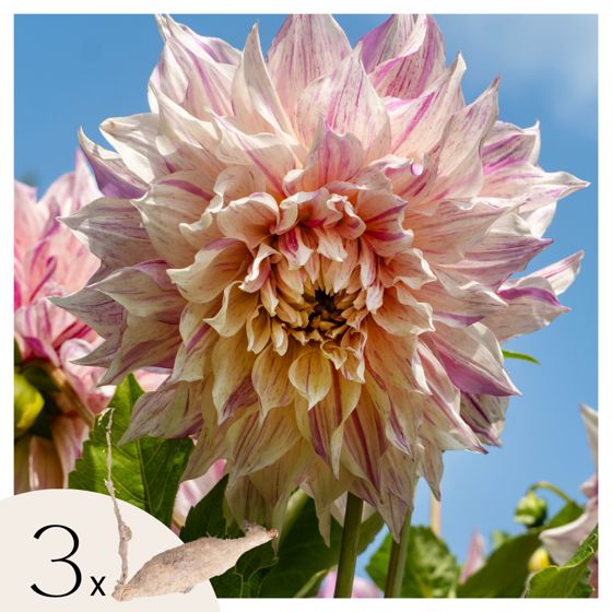 Daalian juurakot - 3 kpl - Dahlia 'Café au lait Twist' - Kukkasipulit