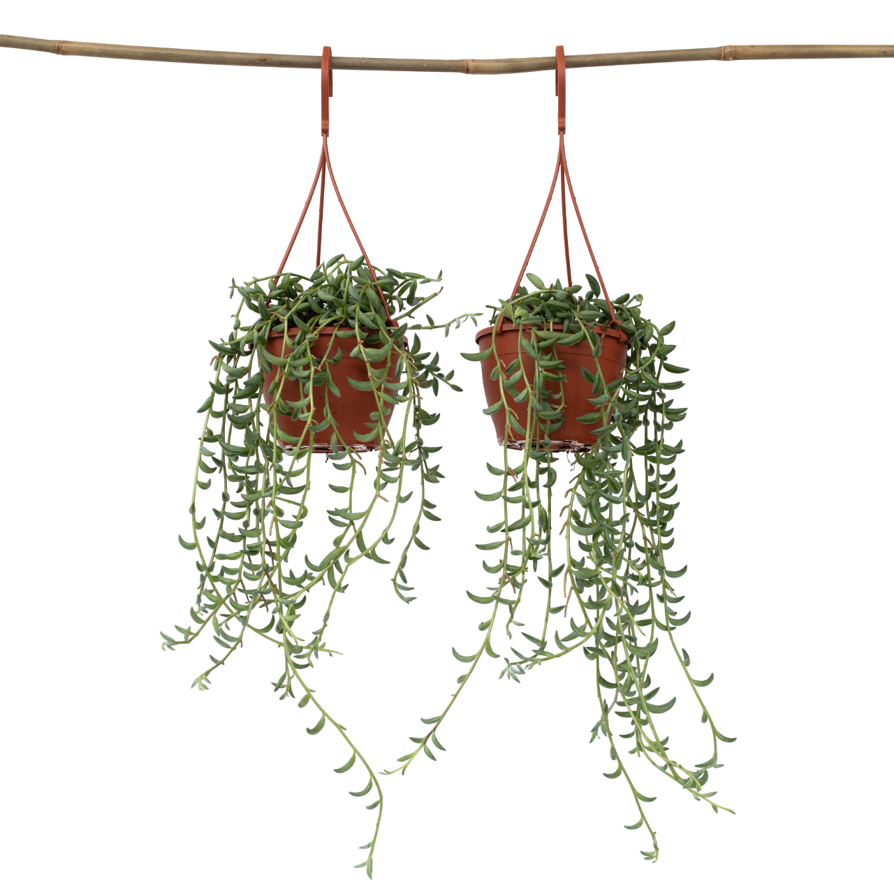 Banaaniketju - 2 kpl - Senecio radicans - Korkeus 10-20cm - ⌀12cm