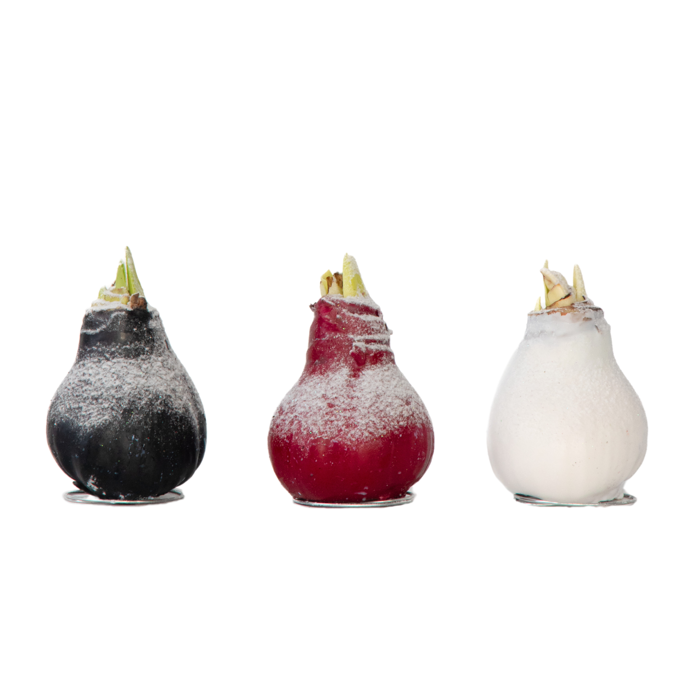 Amaryllis - Hippeastrum 'Wax Snow Mix' - Kukkasipuli - Punainen