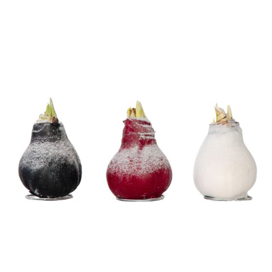 Amaryllis - Hippeastrum 'Wax Snow Mix' - Kukkasipuli - Punainen