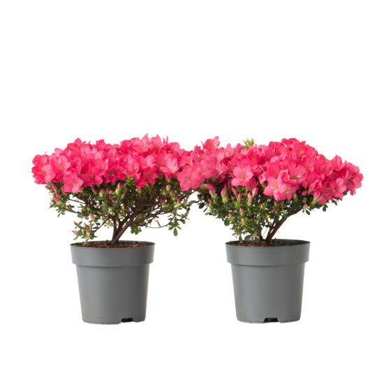 Atsalea - 2 kpl - Rhododendron azalea 'Anouk' - Korkeus 25-40cm - ⌀17cm