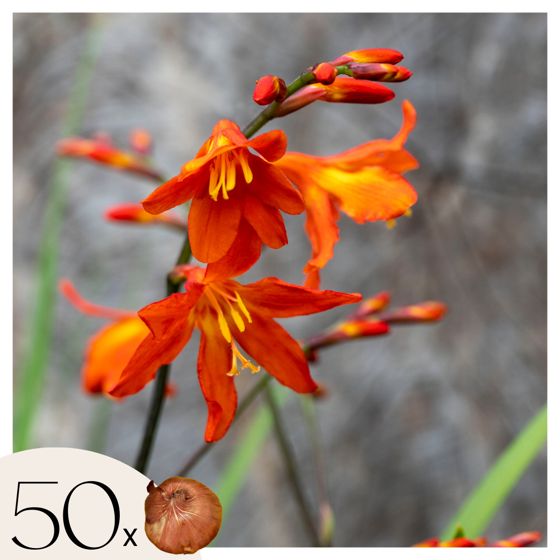 Montbretia - 50 kpl - Crocosmia curtonus 'Lucifer' - Kukkasipulit - Punainen