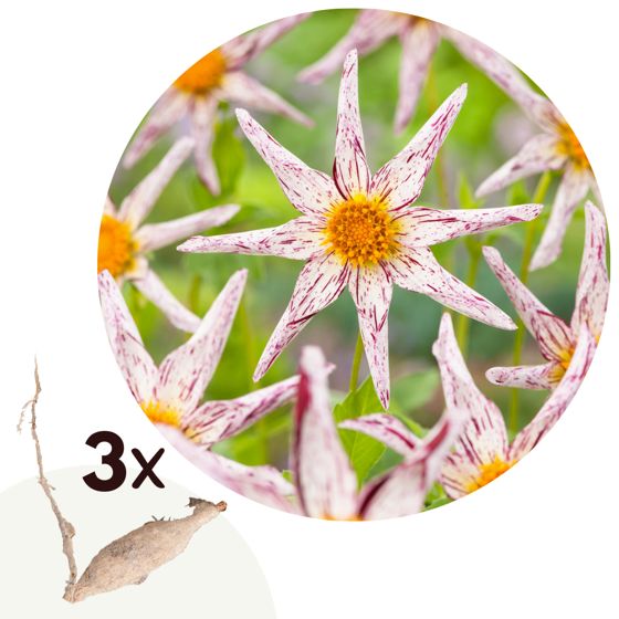 Daalian juurakot - 3 kpl - Dahlia 'Destiny's Teacher' - Kukkasipulit