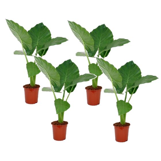 Juurakkovehka - 4 kpl - Alocasia 'Macrorrhizos' - Korkeus 60-70cm - ⌀17cm
