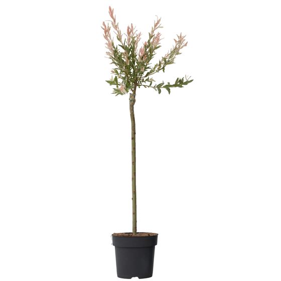 Flamingonpaju - Salix integra 'Flamingo' - Korkeus 90-110cm - ⌀19cm