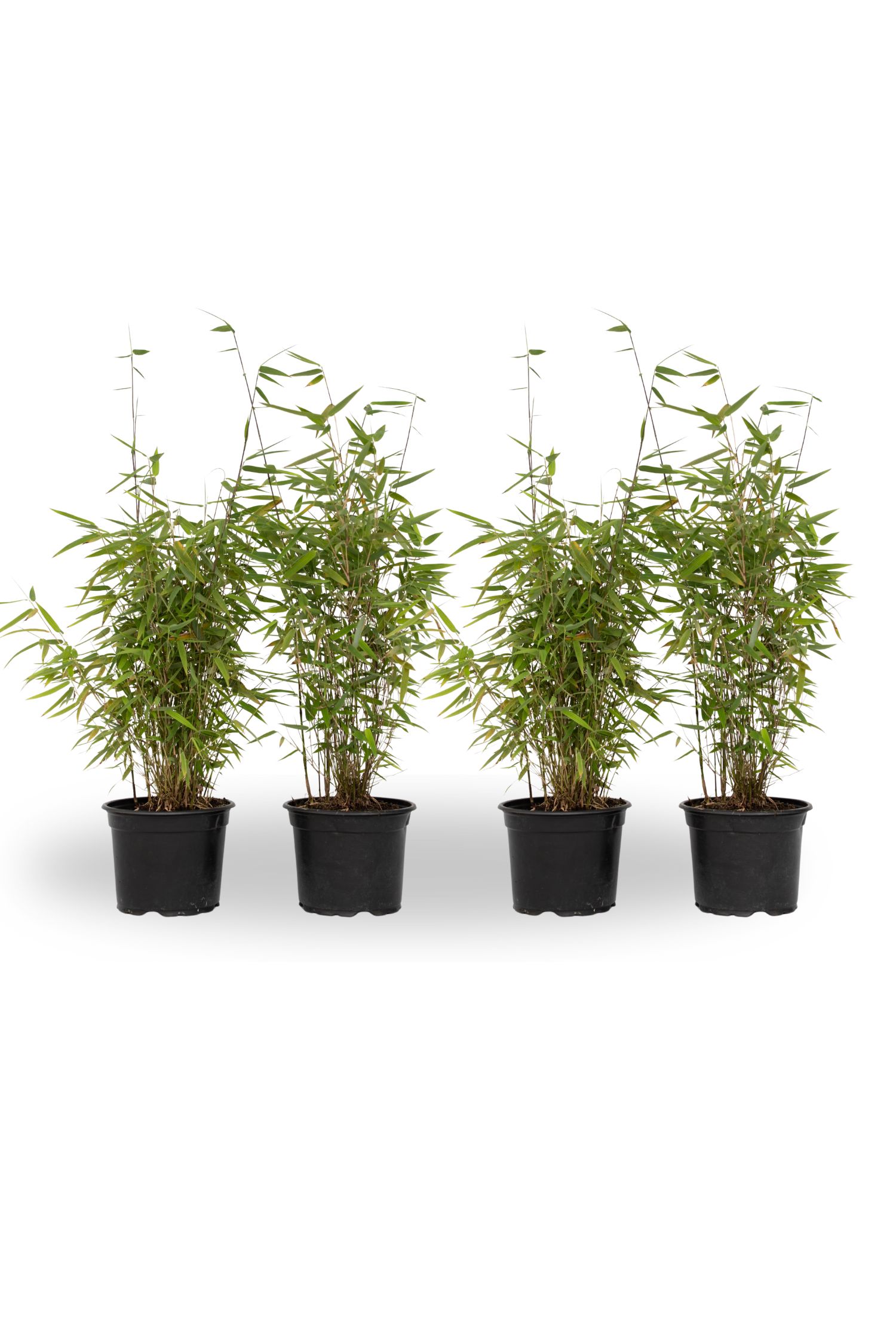 Kiinanpursubambu - 4 kpl - Fargesia 'Red Dragon' - Korkeus 60-80cm - ⌀17cm
