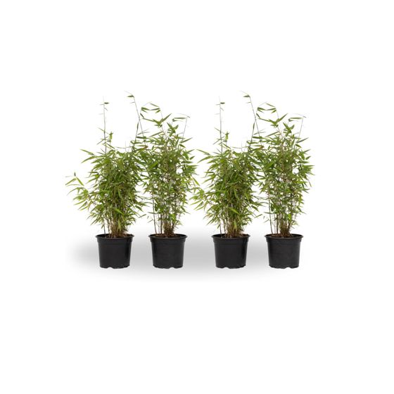 Kiinanpursubambu - 4 kpl - Fargesia 'Red Dragon' - Korkeus 60-80cm - ⌀17cm