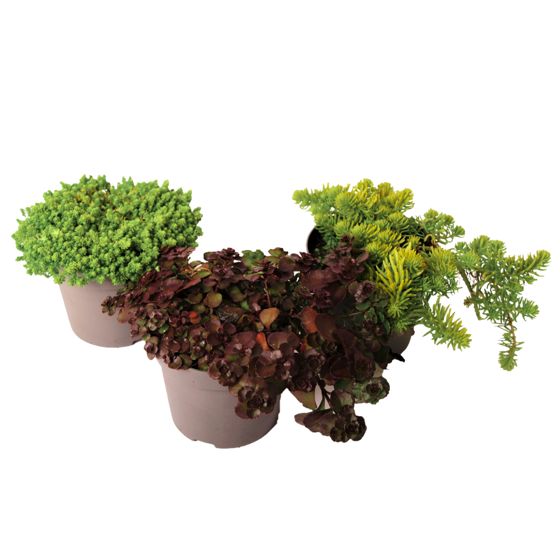 Muurain - 3 kpl - Sedum reflexum - Korkeus 10-15cm - ⌀12cm